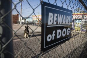 Dog Bites